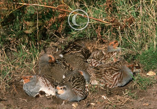 Grey Partridges Dusting DM0564